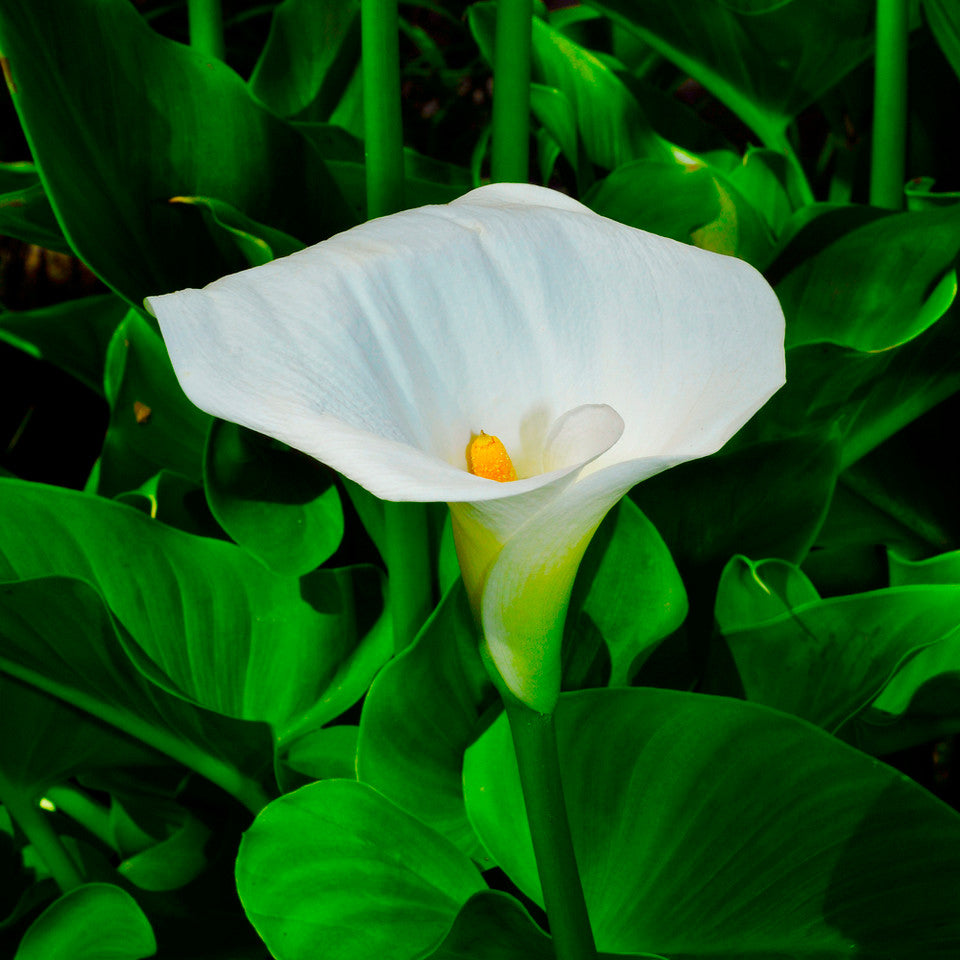 Arum Lily Flower Essence