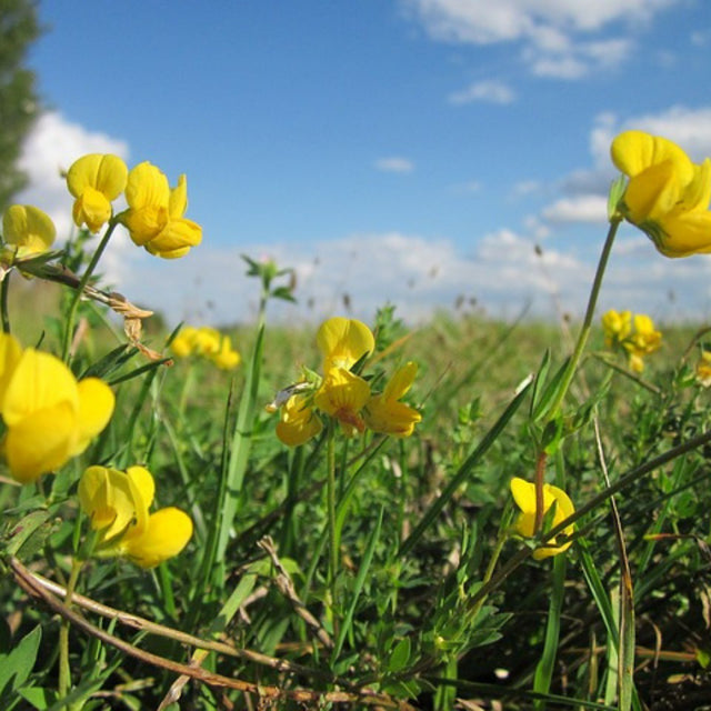 Bird's Foot Trefoil Flower Essence