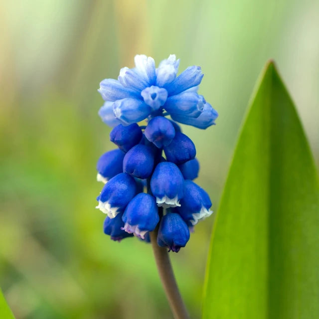 Grape Hyacinth Flower Essence