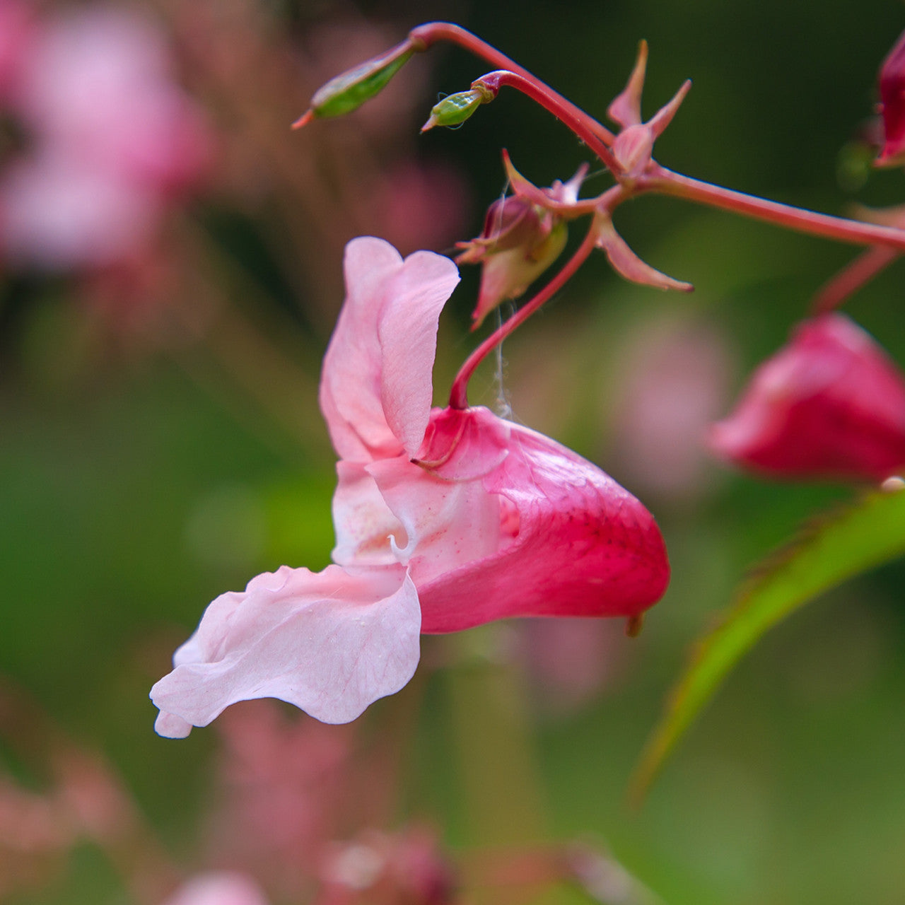 Impatiens Flower Essence