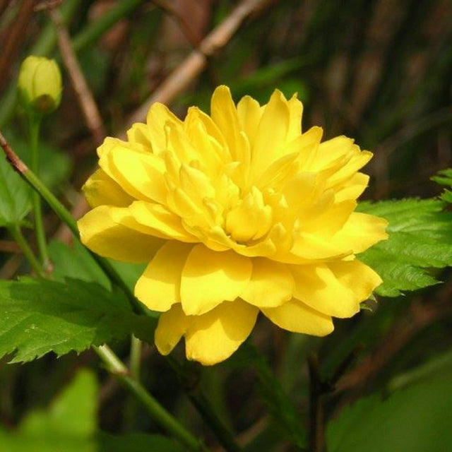 Kerria Flower Essence