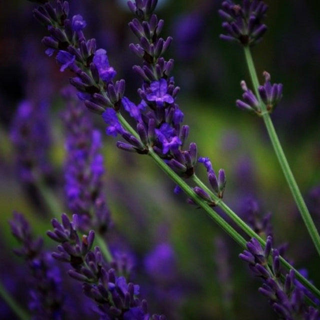 Lavender Flower Essence