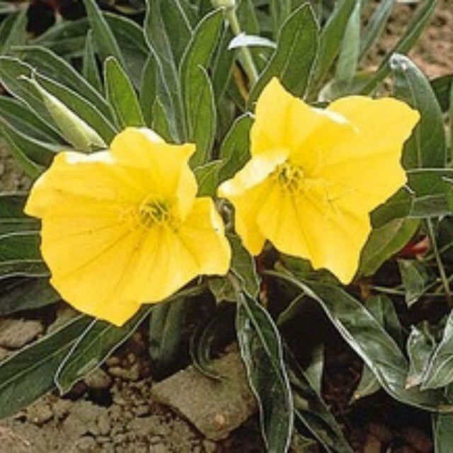 Missouri Primrose Flower Essence