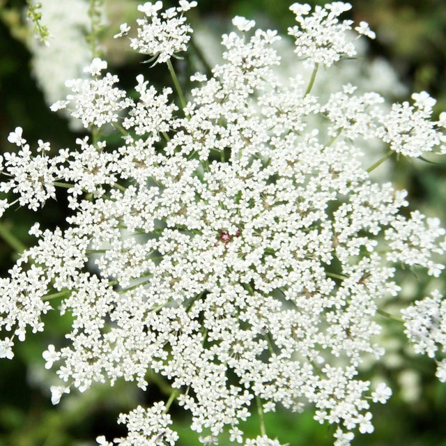 Queen Anne's Lace Flower Essence
