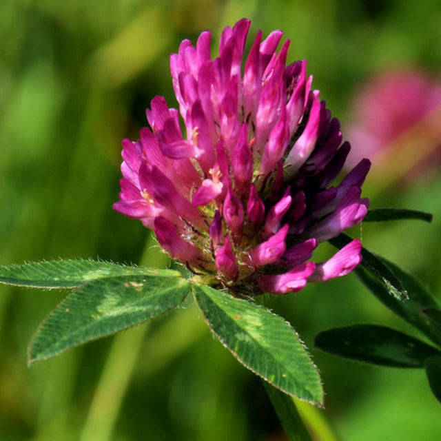 Red Clover Flower Essence