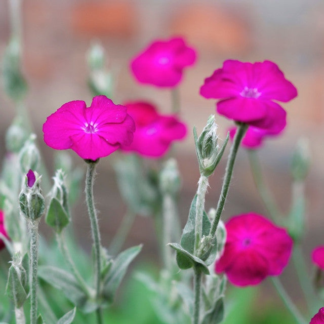 Rose Campion Flower Essence