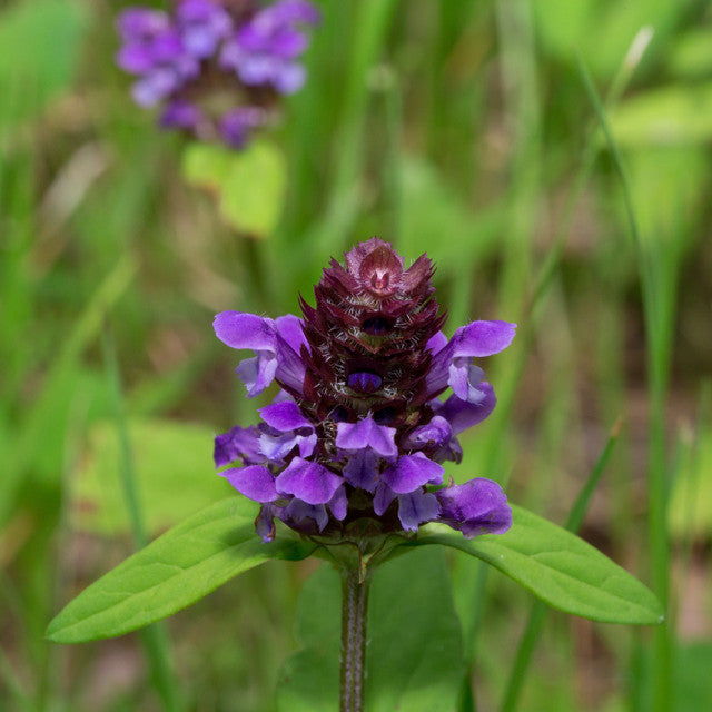 Self-Heal Flower Essence