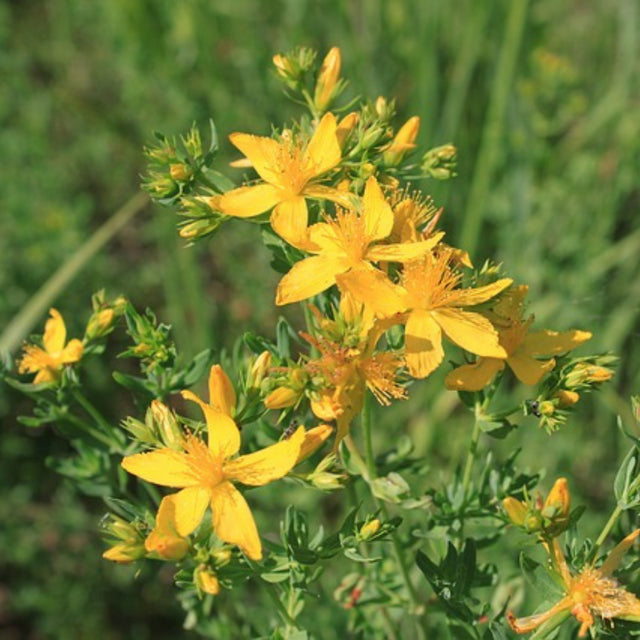 St. John's Wort Flower Essence