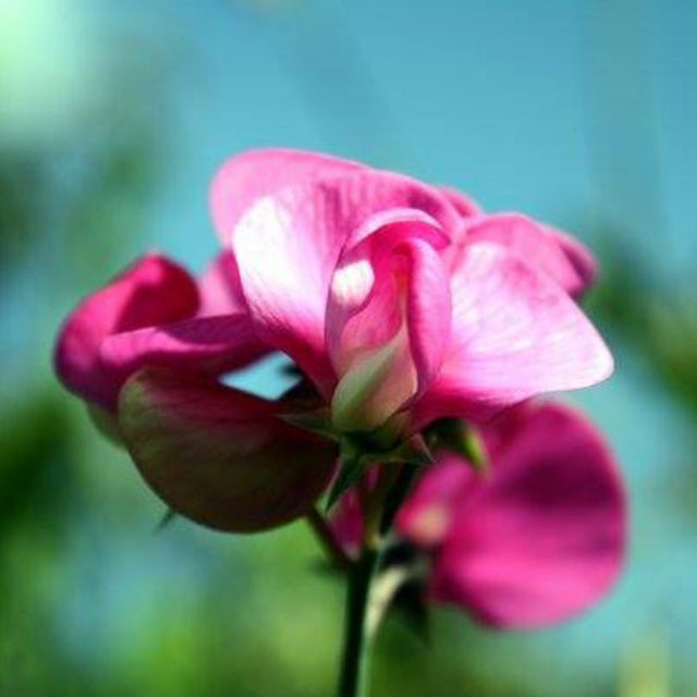 Sweet Pea Flower Essence