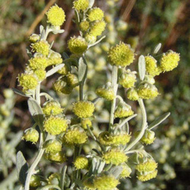 Wormwood Flower Essence