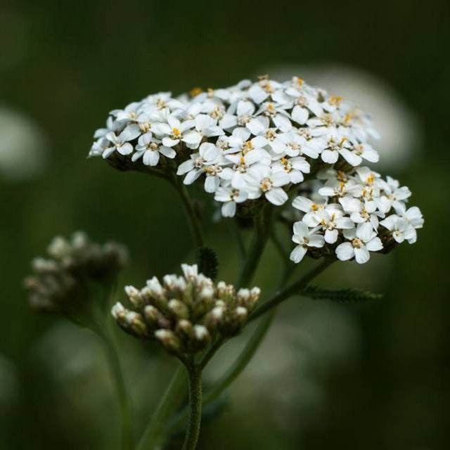 Yarrow Flower Essence