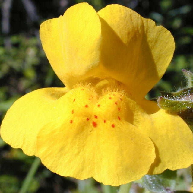 Yellow Monkey Flower Essence