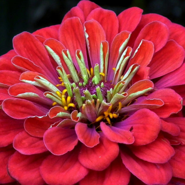 Zinnia Flower Essence