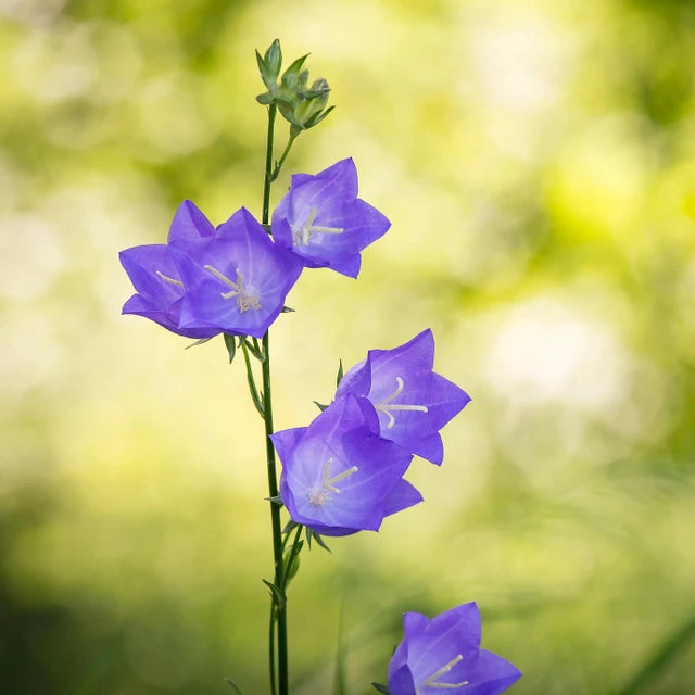 Campanula Flower Essence