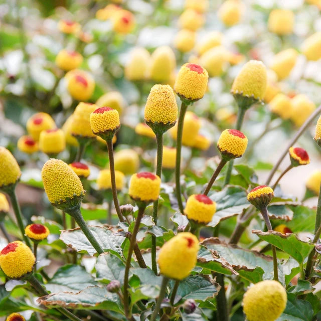 Eyeball Plant Flower Essence