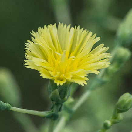 Lettuce Flower Essence