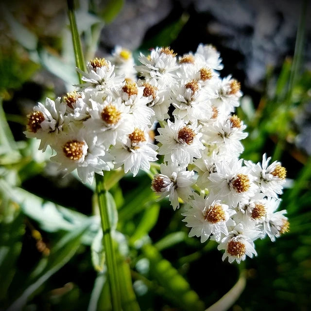 Pearly Everlasting Flower Essence
