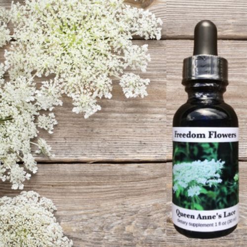 Queen Anne's Lace Flower Essence