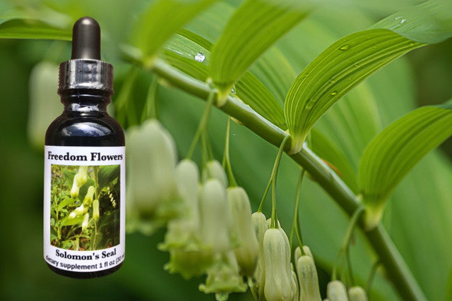 Solomon's Seal Flower Essence