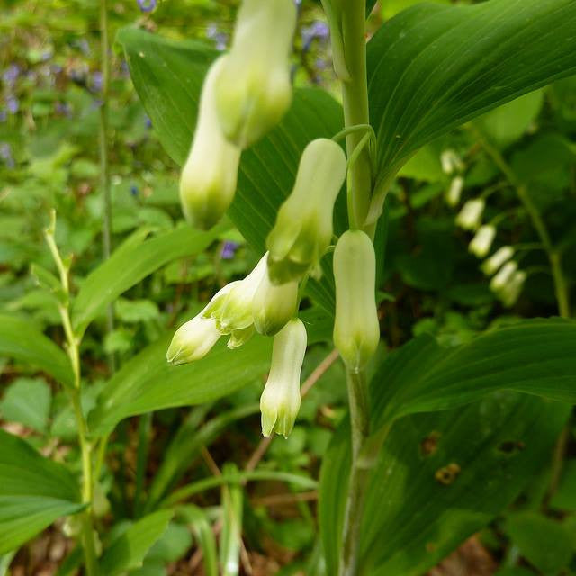 Solomon's Seal Flower Essence