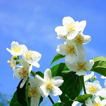 Syringa Flower Essence