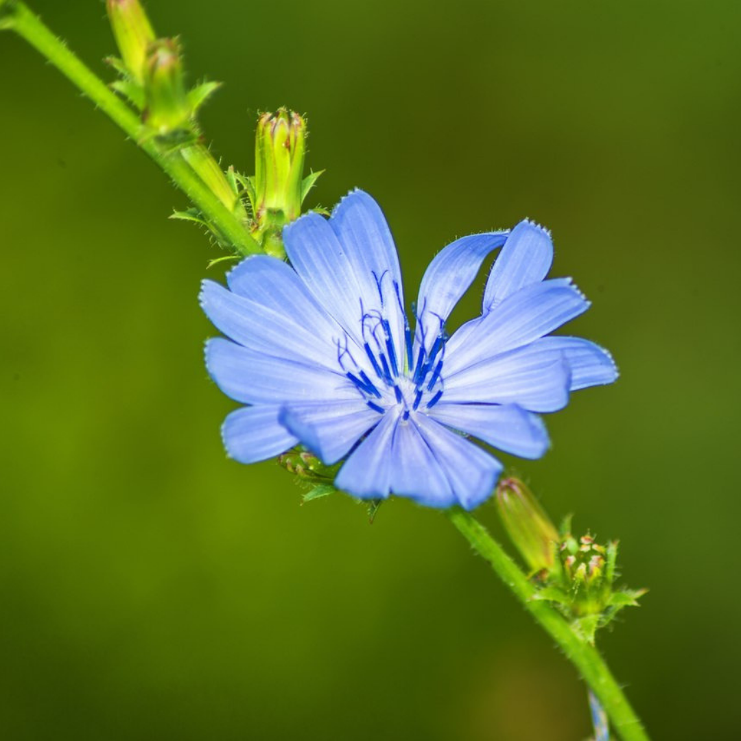 Chicory Flower Essence