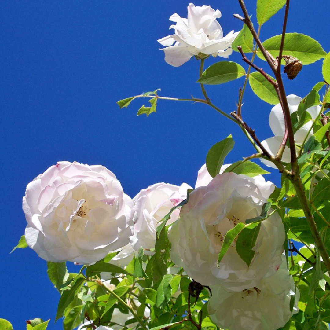 Iceberg Rose Flower Essence