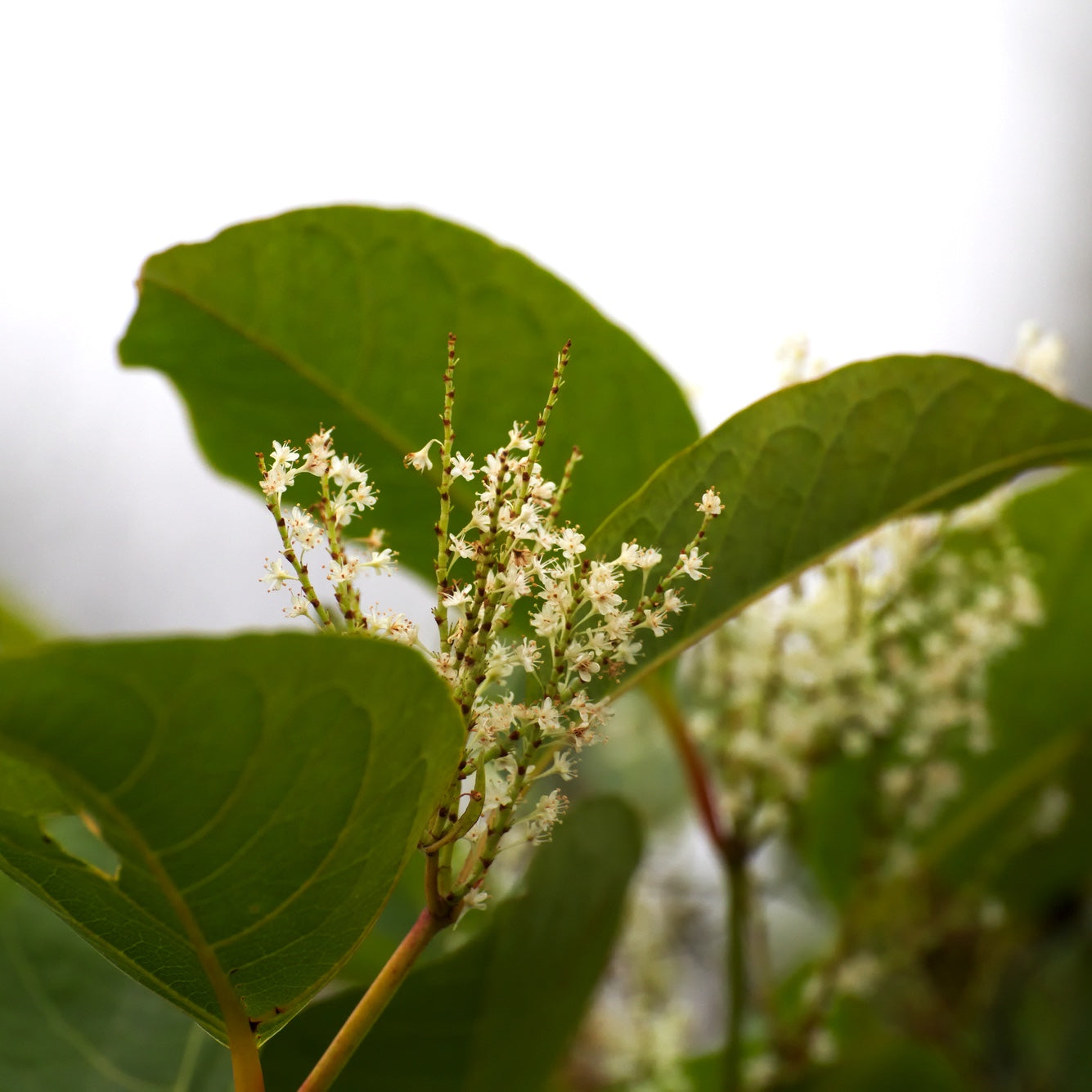 Japanese Knotweed Flower Essence