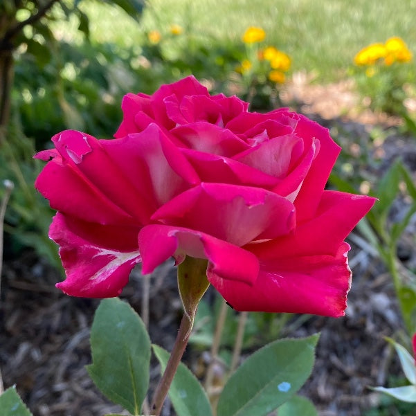 Love Rose Flower Essence