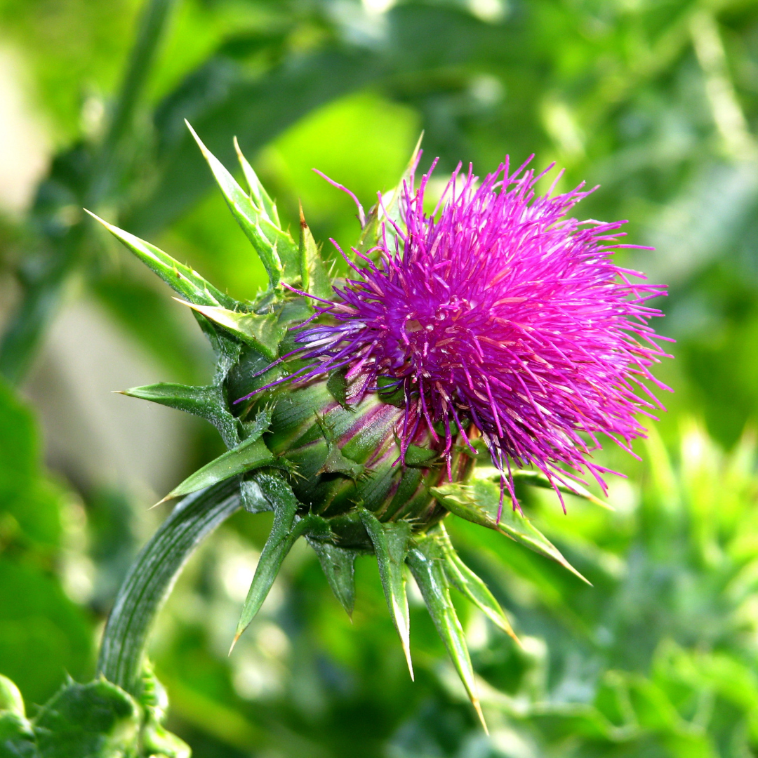 Milk Thistle Flower Essence
