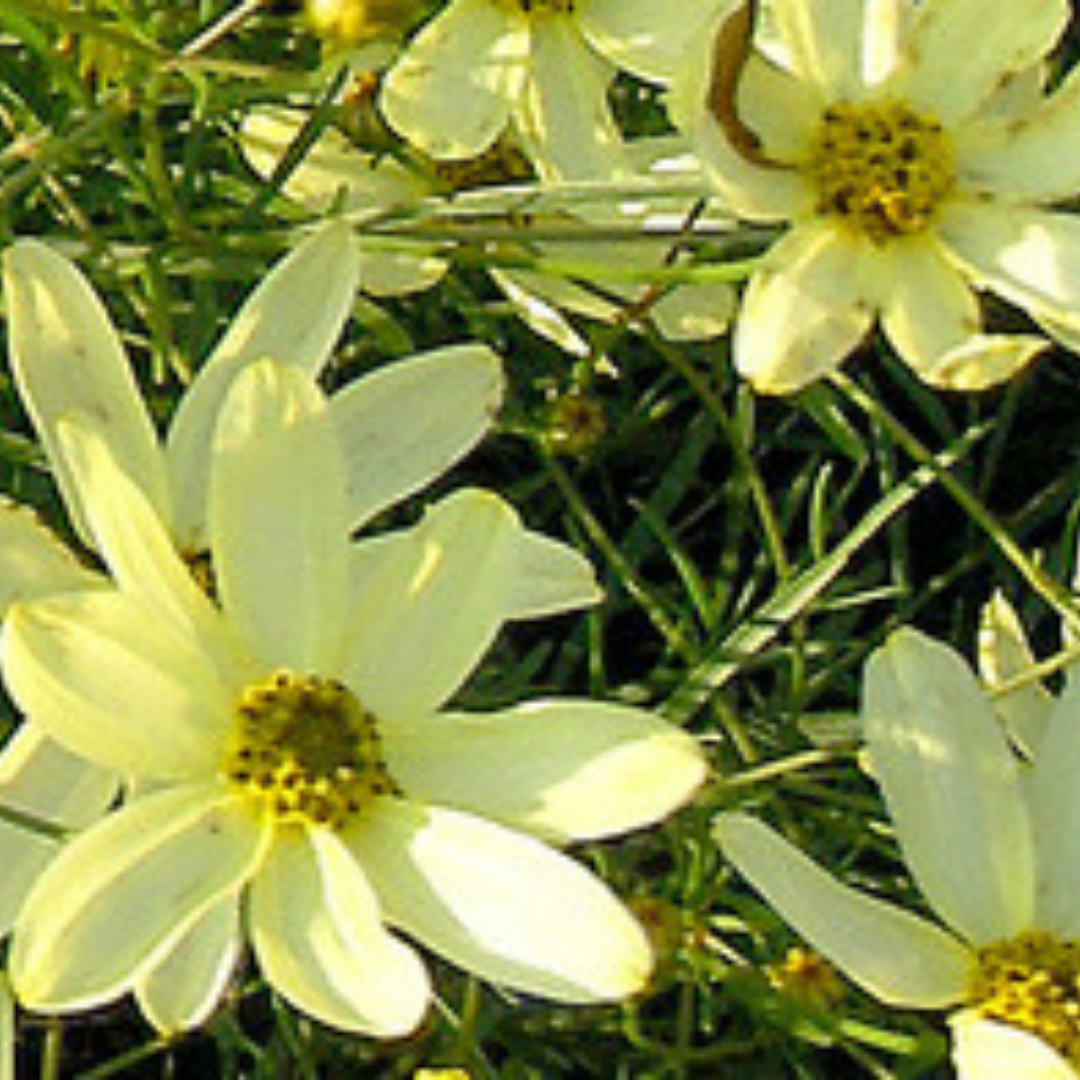 Moonbeam Coreopsis Flower Essence