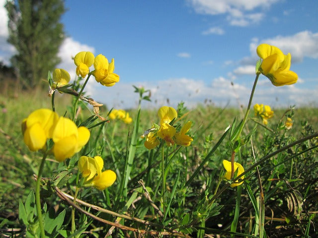 Bird's Foot Trefoil Flower Essence