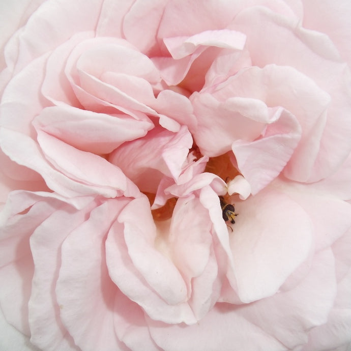 Blanchfleur Rose Flower Essence (Research)