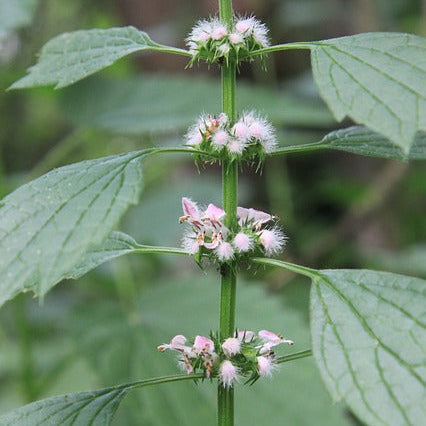 Motherwort Flower Essence
