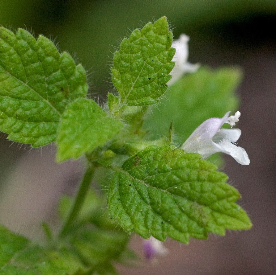 Lemon Balm Flower Essence
