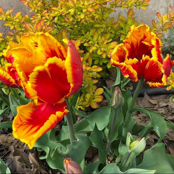 A close-up image of two Parrot Tulips with bright red and yellow petals, surrounded by green foliage.