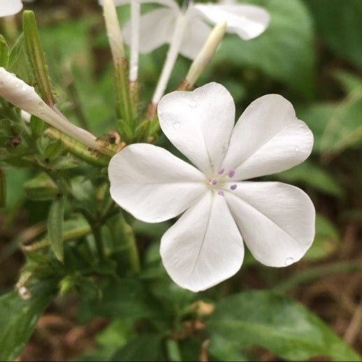 Plumbago Flower Essence