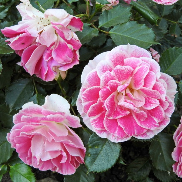 Regensberg Rose Flower Essence (Research)