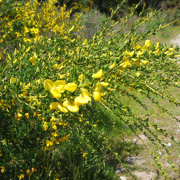 A close-up image of a branch with yellow flowers from the Scotch Broom plant, set against a blurred background.