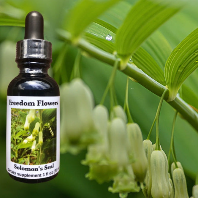 A bottle of Solomon's Seal Flower Essence with a green label, placed in front of a blurred green background featuring tall green plants.