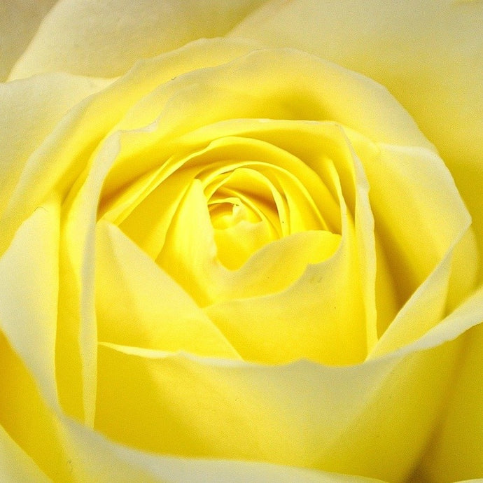 Gold Medal Rose Flower Essence (Research)