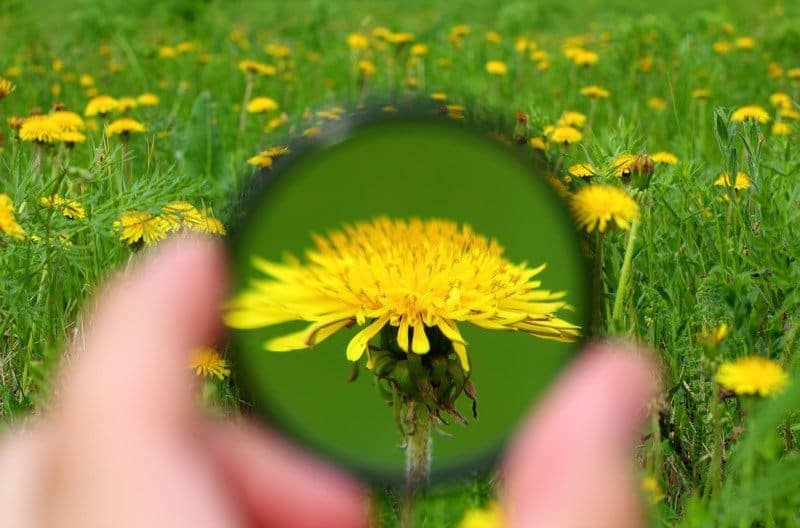 How Do We Know What The Flowers Do?