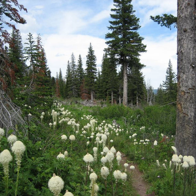 Bear Grass Flower Essence
