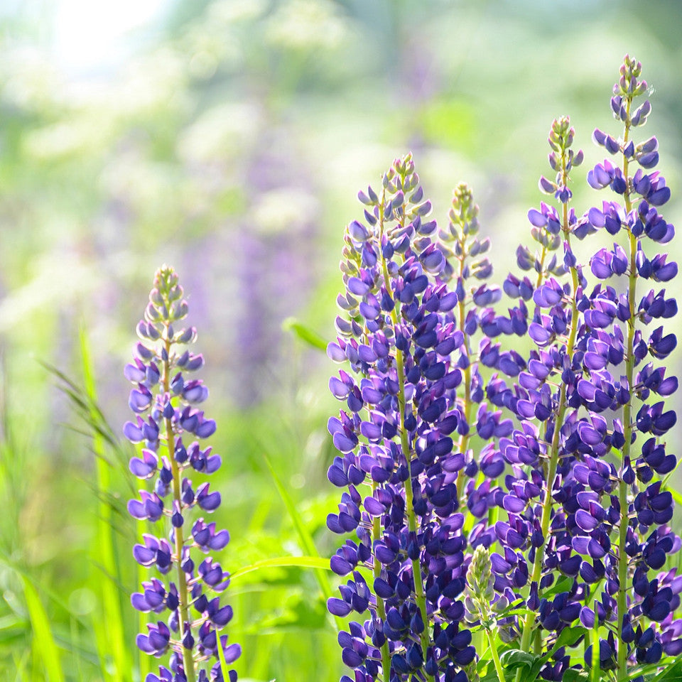 Blue Lupine Flower Essence