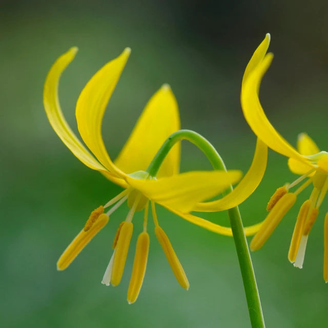 Glacier Lily Flower Essence
