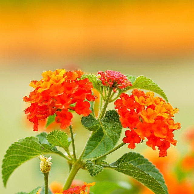Lantana Flower Essence