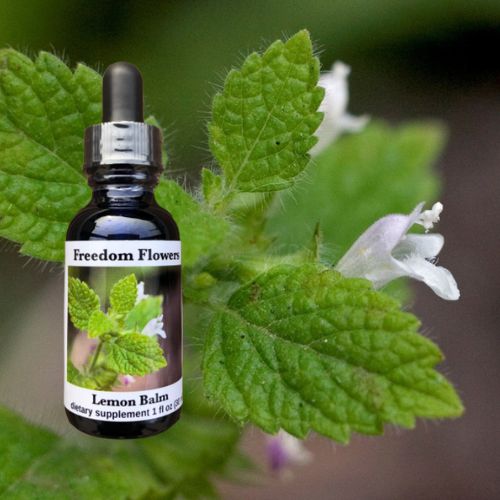 Lemon Balm Flower Essence