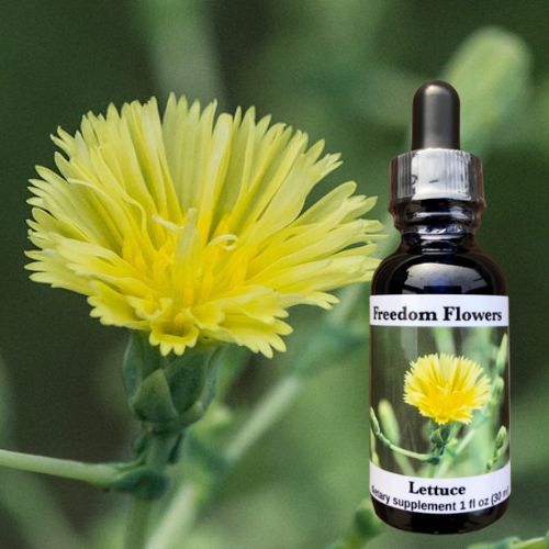 Lettuce Flower Essence