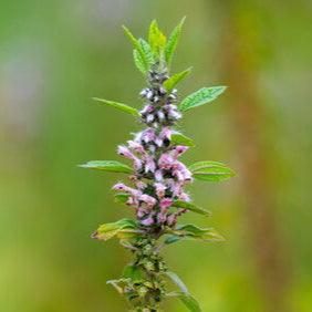 Herb with pink flowers and green leaves on a blurred green background