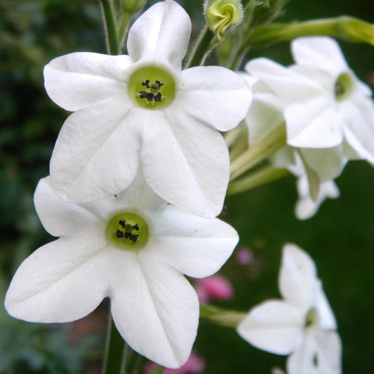 Nicotiana Flower Essence